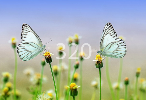Lorem ipsum dolor sit amet Lorem ipsum dolor sit amet